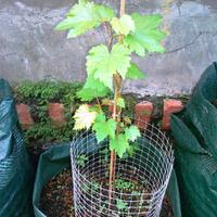 sharengomongin-apapun-ttg-tanaman-pohon-anggur-yuk