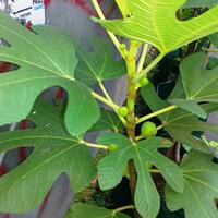 pohon-tin-pohon-ara-buah-tinbuah-ara-untuk-cancer-dan-collesterol-tinggi---part-2