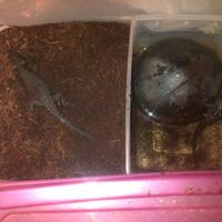 crocodile-skink-tribolonotus-gracilis