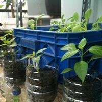 vegetable-lovers---official-thread---part-2