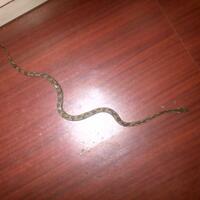 candoia-lover-mono-pohon--mono-tanah-ngumpul-di-sini-yuk---part-1