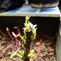 ayo-bertanam-cabe---hot--eksotis---part-1