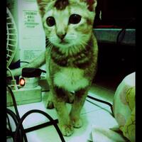 mungkin-kucing-kampung-kastanya-rendah-tapi