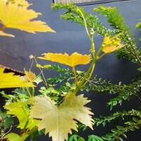 sharengomongin-apapun-ttg-tanaman-pohon-anggur-yuk