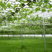 sharengomongin-apapun-ttg-tanaman-pohon-anggur-yuk