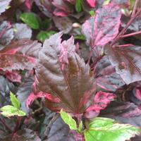 official-thread--sony-xperia-v