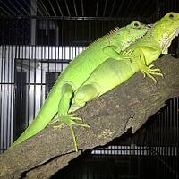 iguana-lovers