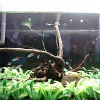 mini-aquarium-lovers-ayoo-masuk