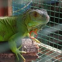 iguana-lovers