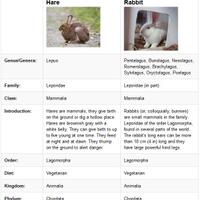 10-hal-yang-serupa-tapi-tak-sama