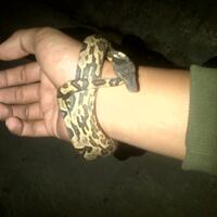 candoia-lover-mono-pohon--mono-tanah-ngumpul-di-sini-yuk---part-1