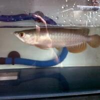 arowana--new-thread