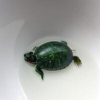 gambar-3d-yang-di-cat-di-lapisan-resin