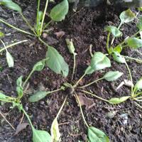 vegetable-lovers---official-thread---part-3