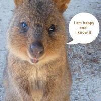 quokka-hewan-paling-quotceriaquot-di-dunia