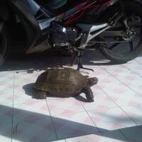 29721769175817692972-share-here-kura-kura-darat-manouira-emyskura-kaki-gajah29721769175817692972