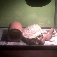 savannah-monitor-lovers-new-home