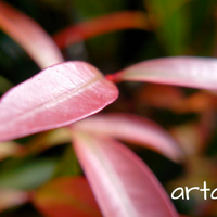 official-lounge-oppo-find-piano-r8113