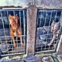 the-american-pitbull-lover039s---part-4