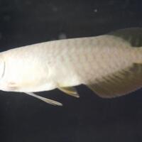 arowana--new-thread
