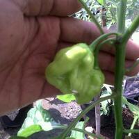 ayo-bertanam-cabe---hot--eksotis---part-1