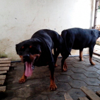 rottweiler-owners-and-lovers