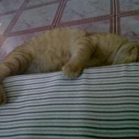 lounge-formil-darurat--repormasi-repolusi-repitalisasi---part-2