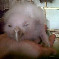 thread-khusus-burung-hantu-owl-kaskus---part-4