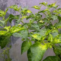 ayo-bertanam-cabe---hot--eksotis---part-1