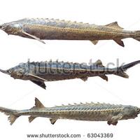 apa-sih-caviar-kaviar-itu-salah-satu-makanan-termahal-didunia