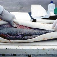 apa-sih-caviar-kaviar-itu-salah-satu-makanan-termahal-didunia