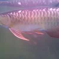 arowana--new-thread