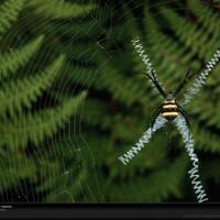 nih-gan-cara-laba-laba-membangun-jaringnya