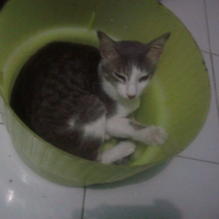 10-kisah-kucing-yang-mengagumkan