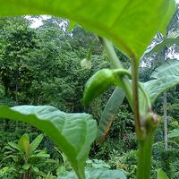 ayo-bertanam-cabe---hot--eksotis---part-1