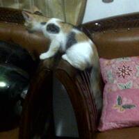 cat-lovers-kaskus-read-page-1-first---part-3
