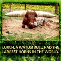 watusi-bull--banteng-bertanduk-terbesar-sedunia