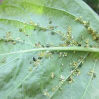 ayo-bertanam-cabe---hot--eksotis---part-1