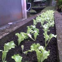 vegetable-lovers---official-thread---part-3