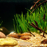aquascape-for-everybody-learning-and-sharing