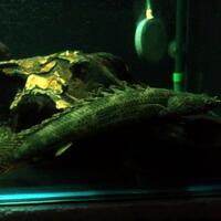 polypterus-aka-palmas-lounge-part-ii-ask-sharing--post-your-bichir-here---part-1