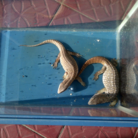 savannah-monitor-lovers-new-home