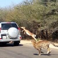 dikejar-cheetah-seekor-impala-lompat-ke-mobil-turis