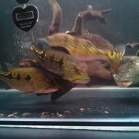 peacock-bass-reloaded-cream---part-1