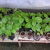 ayo-bertanam-cabe---hot--eksotis---part-1