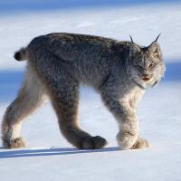 hewan-hewan-erotis-penguasa-arktik-kutub-utara-matabelo