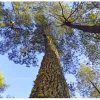 alun-alunnya-nikonian---part-11