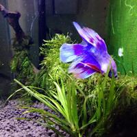 aquascape-for-everybody-learning-and-sharing