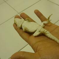 bearded-dragon