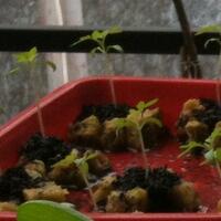 vegetable-lovers---official-thread---part-3